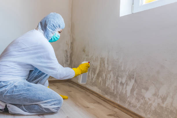 Licensed Mold Cleanup service in Kingston, IL - WQB Mold Removal