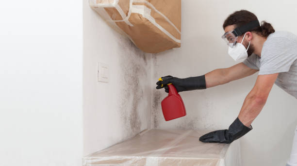 Professional Mold Cleanup technician working in Kingston, IL