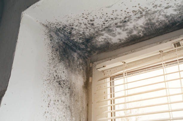 Affordable Mold Cleanup solutions in Kingston, IL